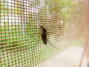 Pročitajte više o članku Kako se zaštititi od malarije?