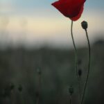 Koji su Android telefoni