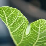 Koji su bili prvi fotosintetski organizmi