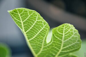 Pročitajte više o članku Koji su bili prvi fotosintetski organizmi