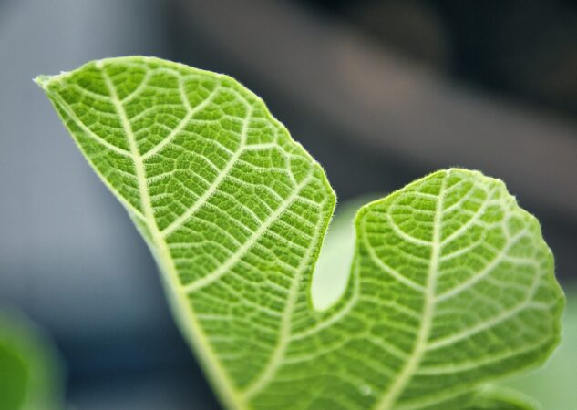 Koji su bili prvi fotosintetski organizmi