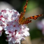 Ide li ispred jer zarez?