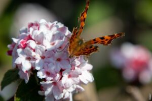 Pročitajte više o članku Ide li ispred jer zarez?