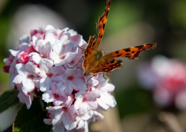 Ide li ispred jer zarez?