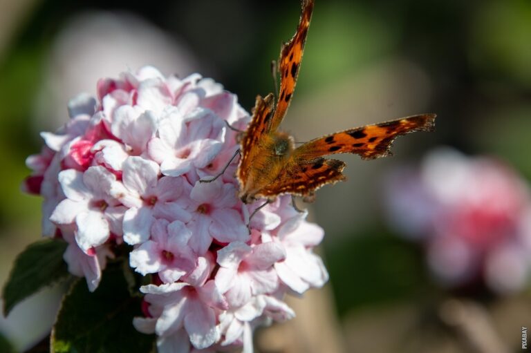 Pročitajte više o članku Ide li ispred jer zarez?