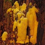 Koji su jednostanični organizmi