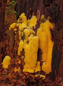 Pročitajte više o članku Koji su jednostanični organizmi