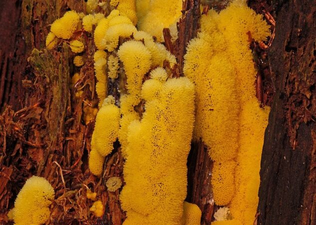 Koji su jednostanični organizmi