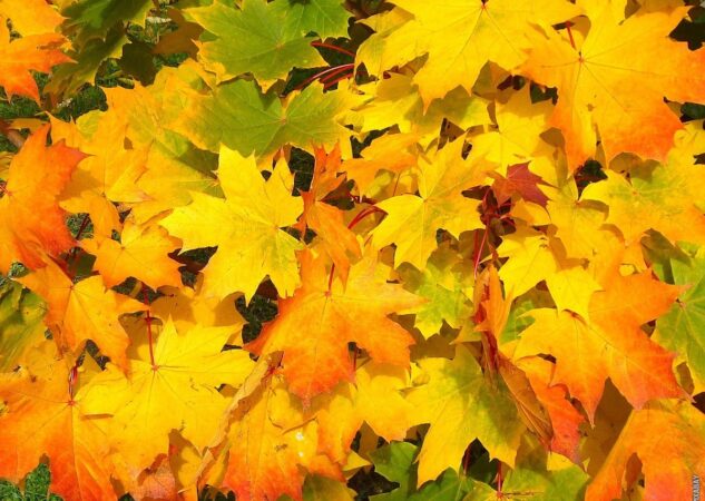 Koji su jesenski mjeseci