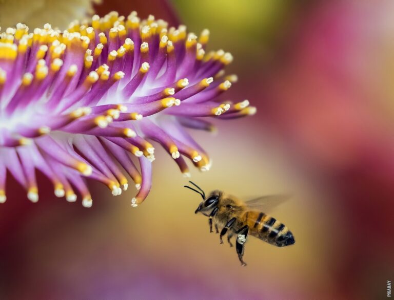 Pročitajte više o članku Kojom brzinom leti pčela