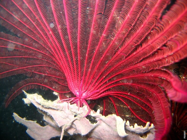 Pročitajte više o članku Kako se formiraju koralji?