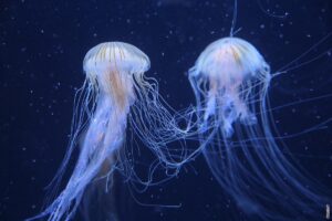 Pročitajte više o članku Što jedu meduze?