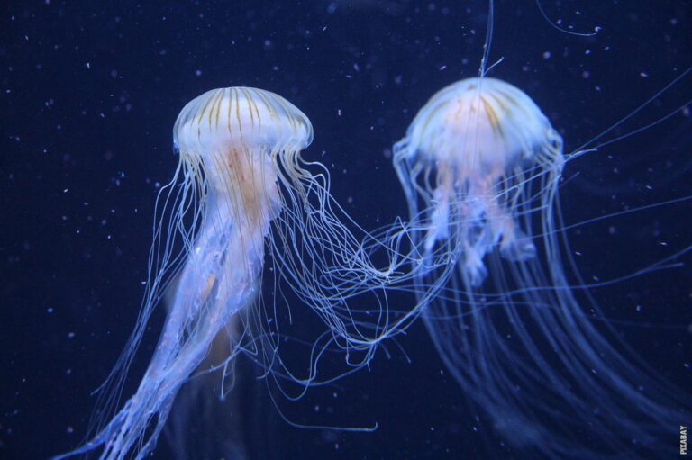 Pročitajte više o članku Što jedu meduze?