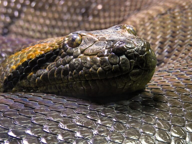 Pročitajte više o članku Jesu li sve zmije otrovne?