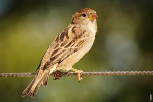 Pročitajte više o članku Imaju li ptice rugalice svoju pjesmu?