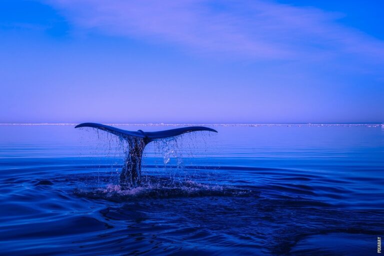 Pročitajte više o članku Što se dobiva od kitova?