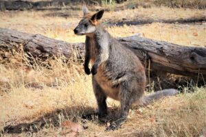 Pročitajte više o članku Zašto klokani mogu živjeti samo u Australiji?