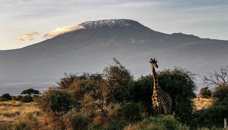 Pročitajte više o članku Koliko je žirafa visoka?