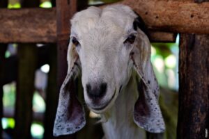 Pročitajte više o članku Što jedu koze?