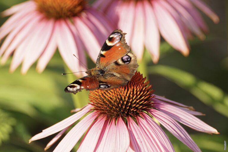 Pročitajte više o članku Što jede leptir?