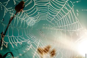 Pročitajte više o članku Kako pauci predu mrežu?
