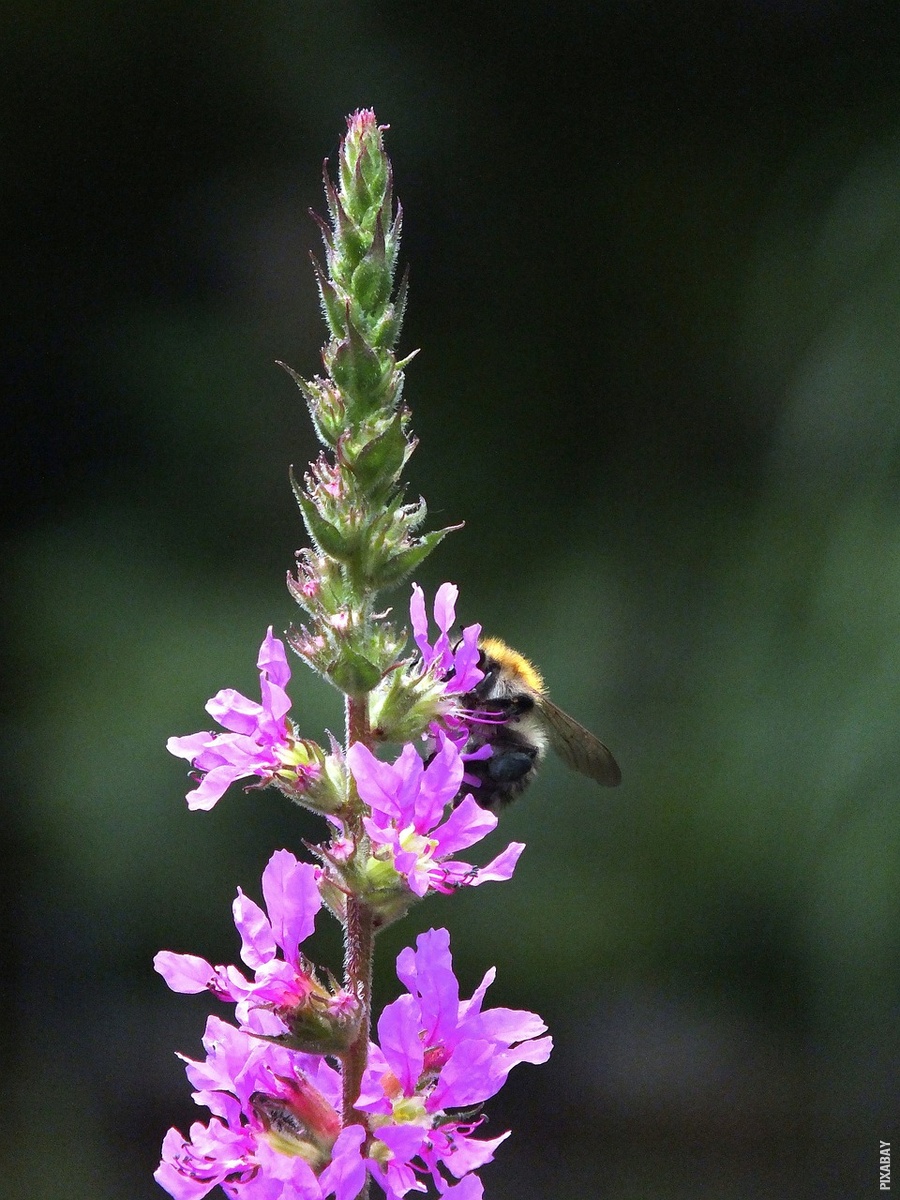  to Su Hidroksidi Susjed