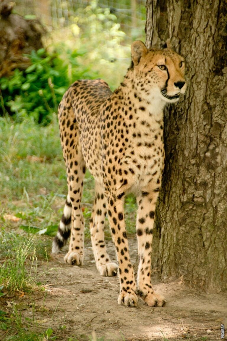 Pročitajte više o članku Kojom brzinom trči gepard