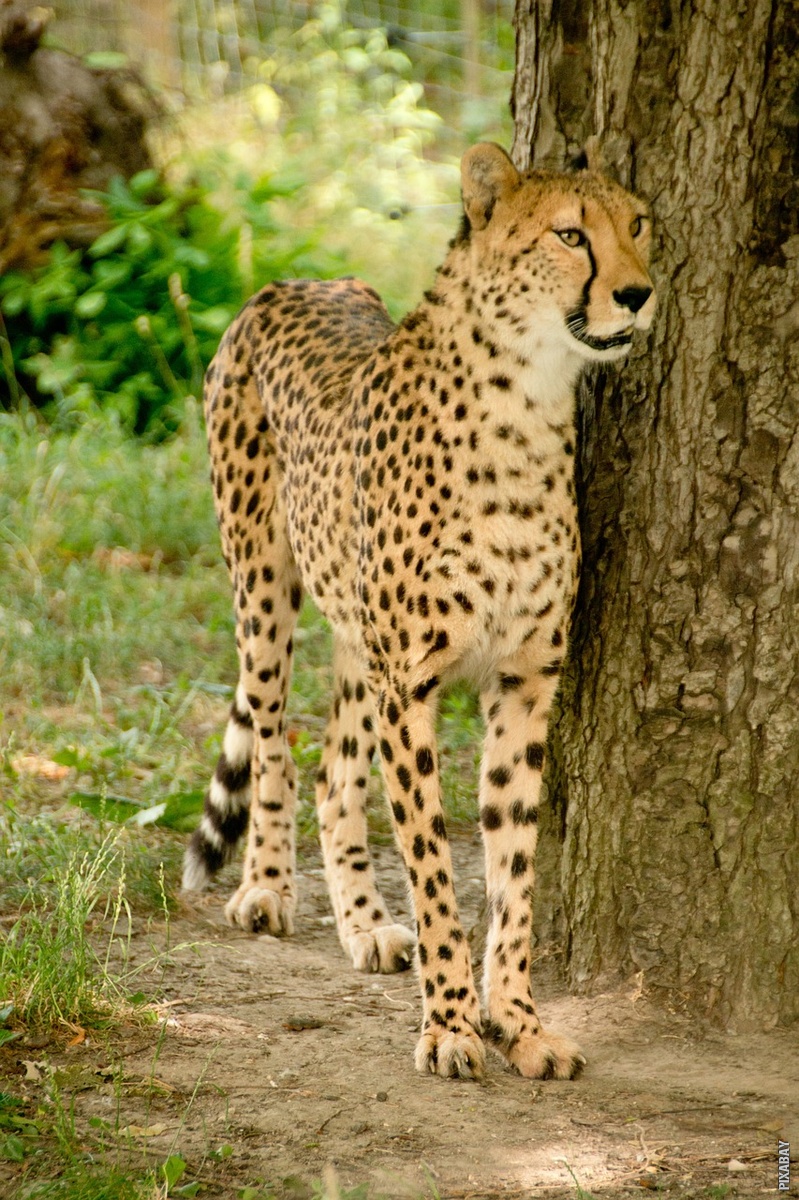 Trenutno pregledavate Kojom brzinom trči gepard