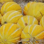 Je li dinja voće ili povrće?