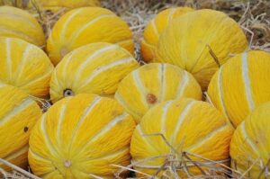 Pročitajte više o članku Je li dinja voće ili povrće?