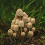 Je li gljiva biljka?