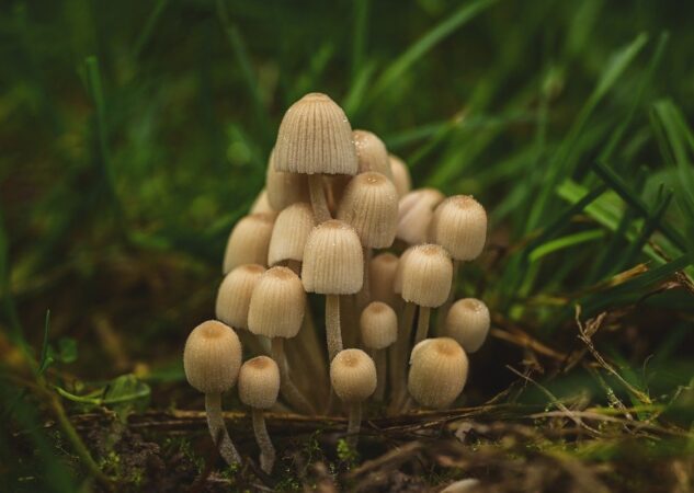 Je li gljiva biljka?