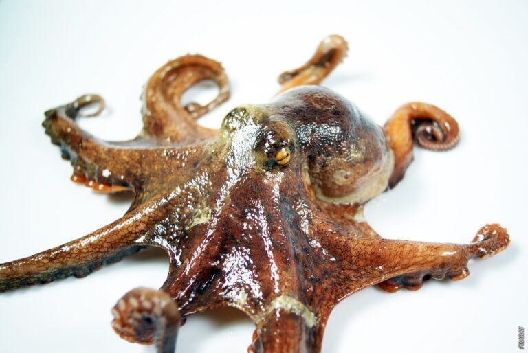 Pročitajte više o članku Jede li hobotnica svoje krakove?