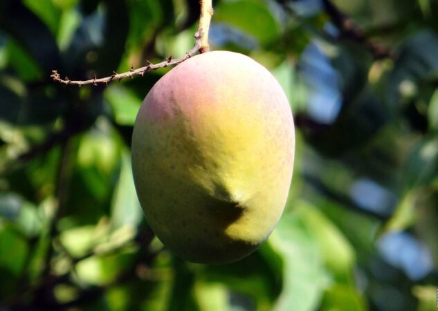 Jede li se mango s korom?