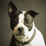 Koliko su psi trudni