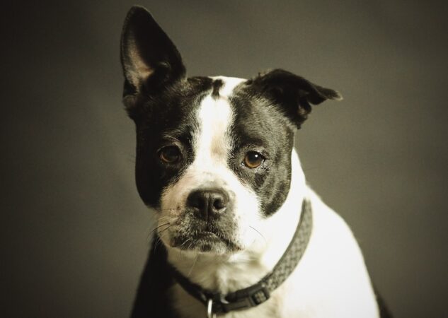 Koliko su psi trudni