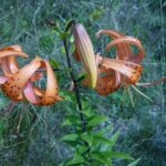 Koliko su vladali Turci