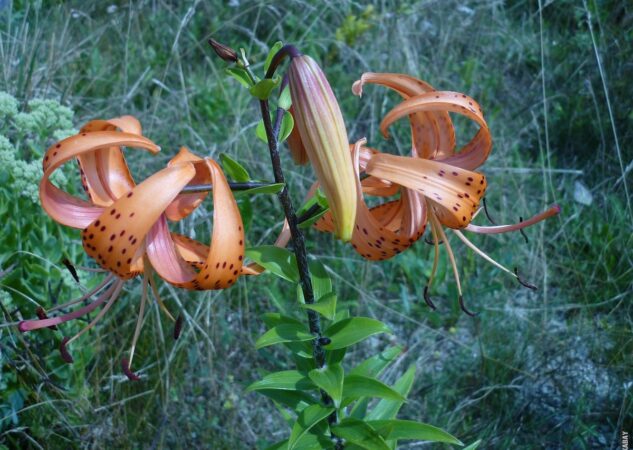 Koliko su vladali Turci