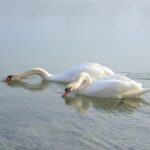 Koliko u BiH ima stanovnika