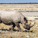 Jesu li nosorogi izumrli?