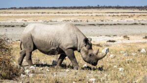 Pročitajte više o članku Jesu li nosorogi izumrli?