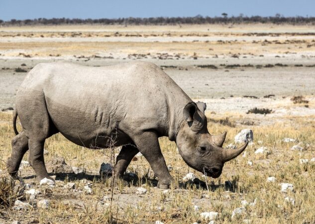 Jesu li nosorogi izumrli?