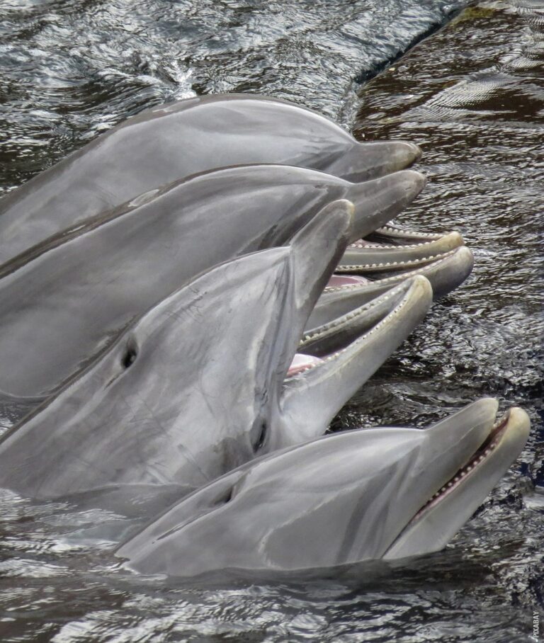 Pročitajte više o članku Čime se delfini hrane?
