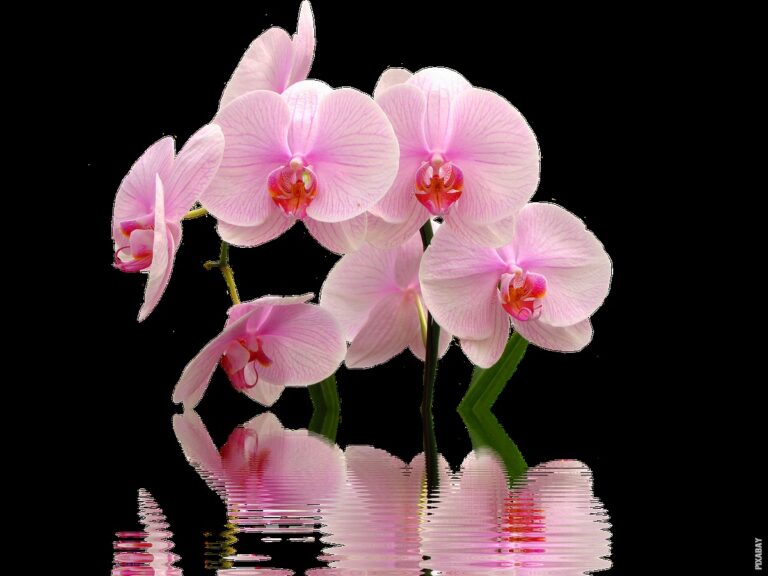 Pročitajte više o članku Jesu li orhideje otrovne?