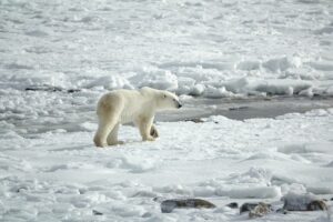 Pročitajte više o članku Zašto je Arktik bez kopna?