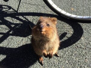 Pročitajte više o članku Kada je otkrivena Australija