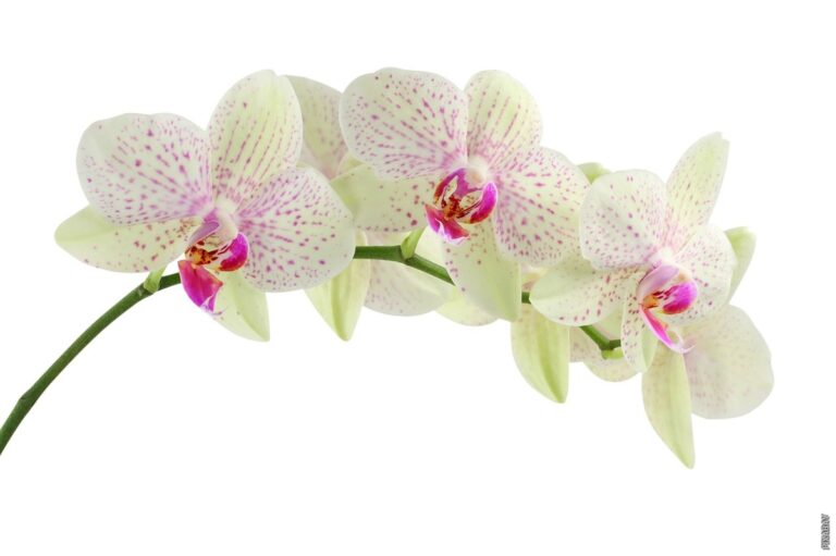 Pročitajte više o članku Kako se brinuti o orhideji