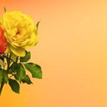 Sa Birthday Ko Po in English
