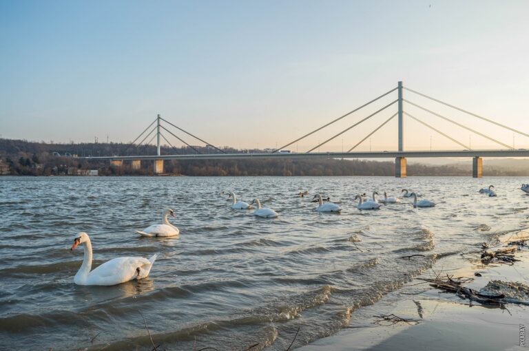 Pročitajte više o članku Sa kojim se državama granici Srbija