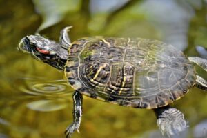 Pročitajte više o članku Što znači kad kornjača dođe u dvorište